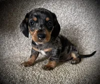 Ruger, a male Miniature Dachshund for sale in Ashland, OH – 1 of 5