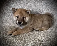 Jack, a male Shiba Inu for sale in Ashland, OH – 2 of 4