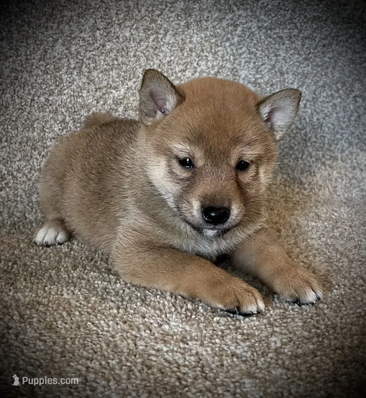 Juan – Shiba Inu puppy for sale in Ashland, OH