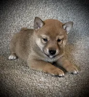 Juan, a male Shiba Inu for sale in Ashland, OH – 5 of 7