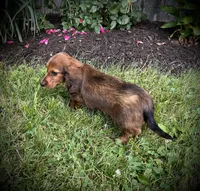 Marble, a male Miniature Dachshund for sale in Ashland, OH – 4 of 7