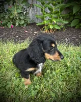 Duke , a male Miniature Dachshund for sale in Ashland, OH – 4 of 8
