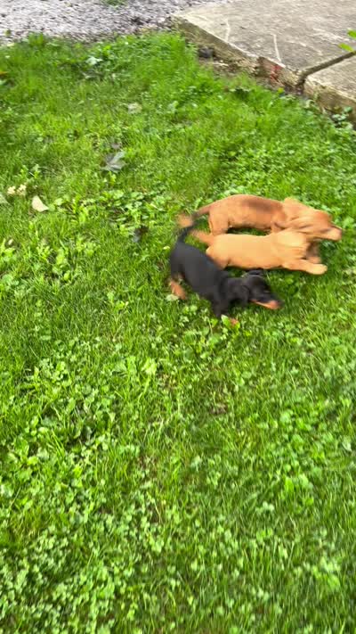 Pancake , a male Miniature Dachshund for sale in Ashland, OH – 9 of 10