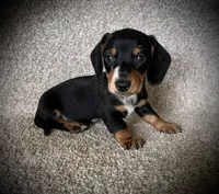 Lulu, a female Miniature Dachshund for sale in Ashland, OH – 6 of 6