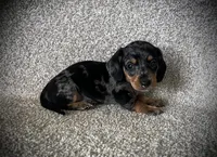 Ruger, a male Miniature Dachshund for sale in Ashland, OH – 5 of 5