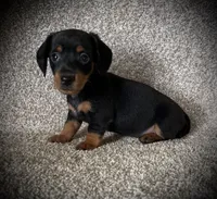 Blackie, a male Miniature Dachshund for sale in Ashland, OH – 2 of 9