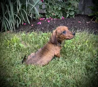 Huk, a male Miniature Dachshund for sale in Ashland, OH – 6 of 8