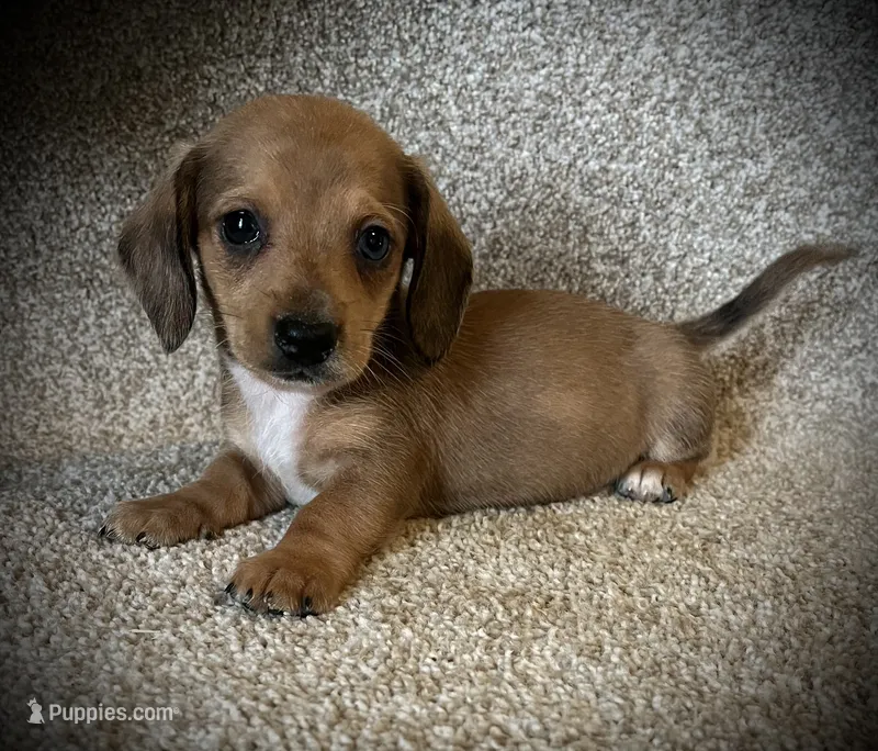 Blue eye – Miniature Dachshund puppy for sale in Ashland, OH