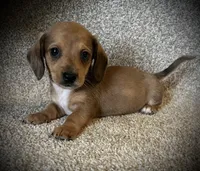 Blue eye, a male Miniature Dachshund for sale in Ashland, OH – 1 of 6