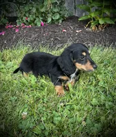 Duke , a male Miniature Dachshund for sale in Ashland, OH – 2 of 8