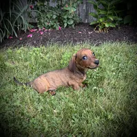 Huk, a male Miniature Dachshund for sale in Ashland, OH – 3 of 8