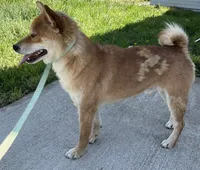 Jolly, a male Shiba Inu for sale in Ashland, OH – 9 of 9