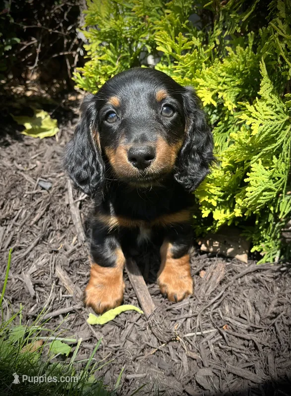 Dolly – Miniature Dachshund puppy for sale in Ashland, OH