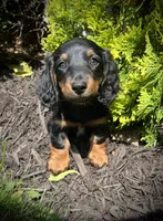 Dolly, a female Miniature Dachshund for sale in Ashland, OH – 1 of 10