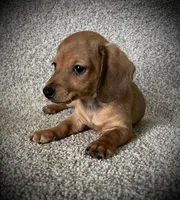 Smiley, a male Miniature Dachshund for sale in Ashland, OH – 6 of 9