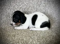 Luis, a male Miniature Dachshund for sale in Ashland, OH – 2 of 4