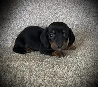 Letty, a female Miniature Dachshund for sale in Ashland, OH – 2 of 4
