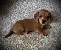 Pancake, a male Miniature Dachshund for sale in Ashland, OH – 3 of 9