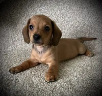 Smiley, a male Miniature Dachshund for sale in Ashland, OH – 5 of 9