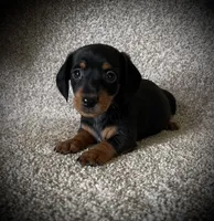 Blackie, a male Miniature Dachshund for sale in Ashland, OH – 6 of 9