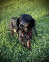 Duke , a male Miniature Dachshund for sale in Ashland, OH – 7 of 8