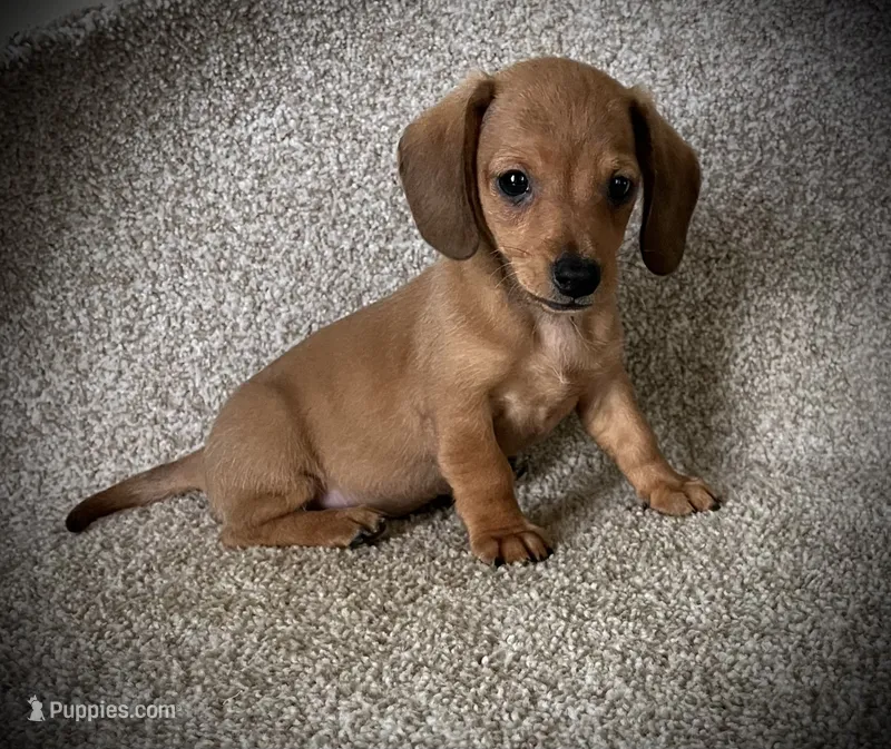 Smiley – Miniature Dachshund puppy for sale in Ashland, OH