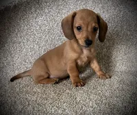 Smiley, a male Miniature Dachshund for sale in Ashland, OH – 1 of 9