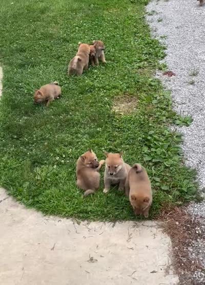 Jolly, a male Shiba Inu for sale in Ashland, OH – 8 of 9