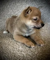 Juan, a male Shiba Inu for sale in Ashland, OH – 2 of 7
