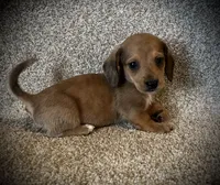 Blue eye, a male Miniature Dachshund for sale in Ashland, OH – 2 of 6