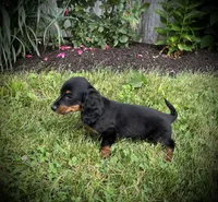 Dolly, a female Miniature Dachshund for sale in Ashland, OH – 5 of 10
