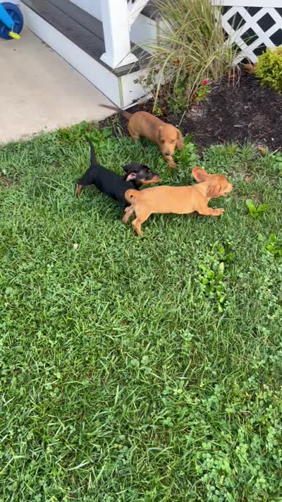 Pancake , a male Miniature Dachshund for sale in Ashland, OH – 10 of 10