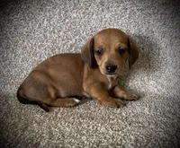 Waffles, a male Miniature Dachshund for sale in Ashland, OH – 3 of 7