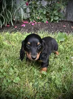 Dolly, a female Miniature Dachshund for sale in Ashland, OH – 2 of 10