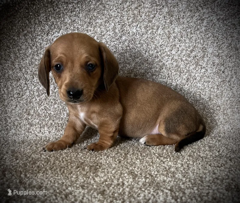 Waffles – Miniature Dachshund puppy for sale in Ashland, OH