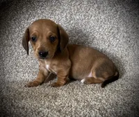 Waffles, a male Miniature Dachshund for sale in Ashland, OH – 1 of 7