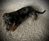 Ruger, a male Miniature Dachshund for sale in Ashland, OH – 2 of 5