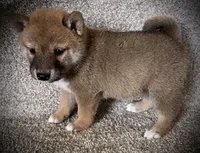 Jill, a female Shiba Inu for sale in Ashland, OH – 3 of 8