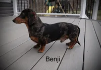 Pancake, a male Miniature Dachshund for sale in Ashland, OH – 8 of 9