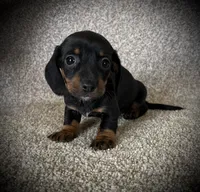 Letty, a female Miniature Dachshund for sale in Ashland, OH – 3 of 4