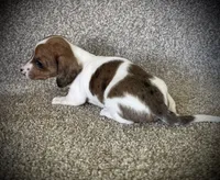 Dapple Girl, a female Miniature Dachshund for sale in Ashland, OH – 4 of 4