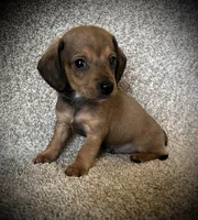 Charlie, a male Miniature Dachshund for sale in Ashland, OH – 1 of 6