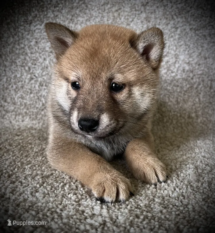 Jack – Shiba Inu puppy for sale in Ashland, OH