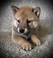 Jack, a male Shiba Inu for sale in Ashland, OH – 1 of 4