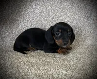 Letty, a female Miniature Dachshund for sale in Ashland, OH – 4 of 4