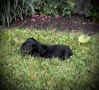Champ, a male Miniature Dachshund for sale in Ashland, OH – 2 of 6