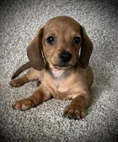 Smiley, a male Miniature Dachshund for sale in Ashland, OH – 3 of 9