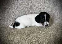 Luis, a male Miniature Dachshund for sale in Ashland, OH – 4 of 4