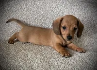 Smiley, a male Miniature Dachshund for sale in Ashland, OH – 2 of 9