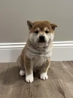 Teddy Bear, a male Shiba Inu for sale in Ashland, OH – Photo 4 of 10